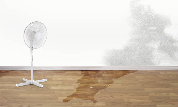 Best Mold removal after water damage  in High Bridge, WA